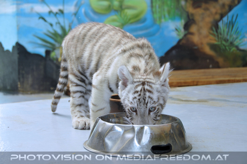 White Tiger Family 25