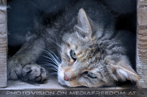Wildkatze