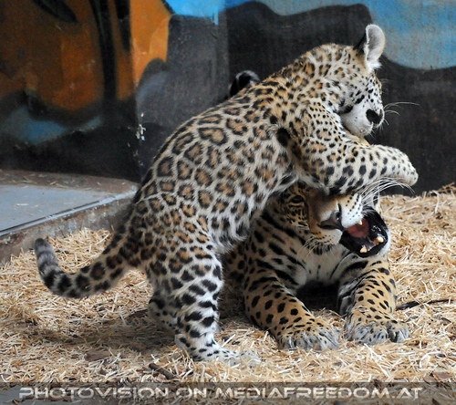 Leoparden Baby spielt mit Mutter