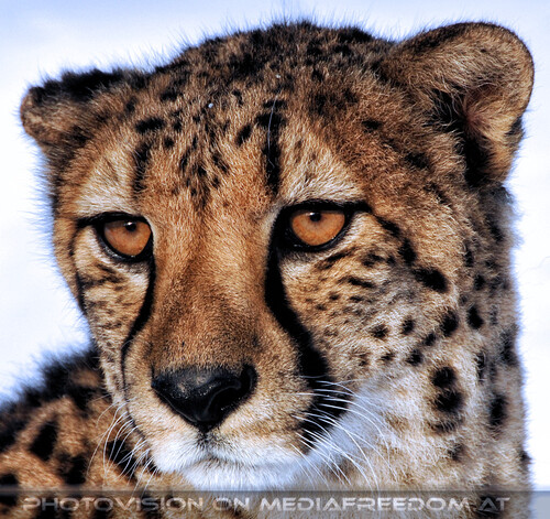 Gepard 1