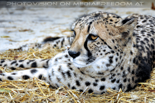 Gepard 2