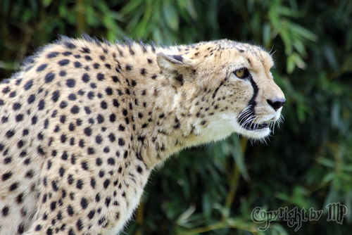 Gepard