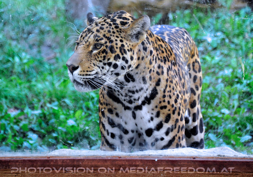 Jaguar