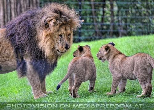 Afrikanische L�wen 20