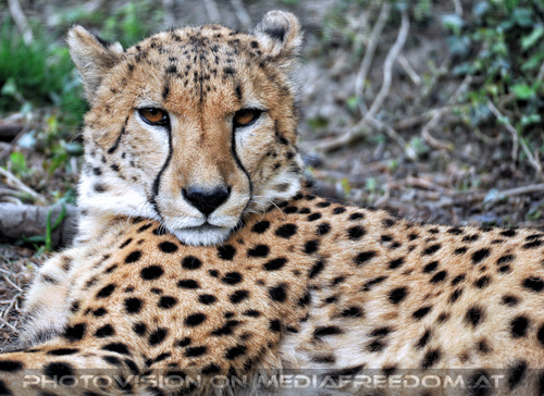 Gepard 2