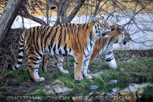 Sibirische Tiger 10