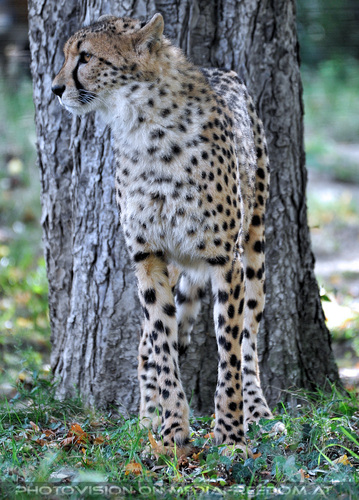 Gepard 2