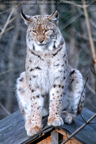 Luchs