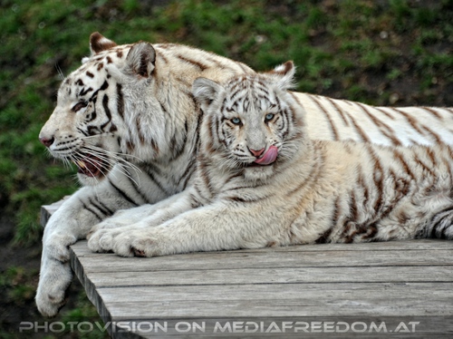 Reich der wei�en Tiger Drillinge 26