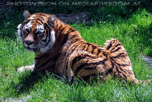 Sibirischer Tiger 01