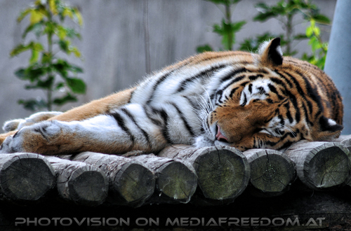 Sibirischer Tiger 02