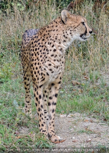 Gepard