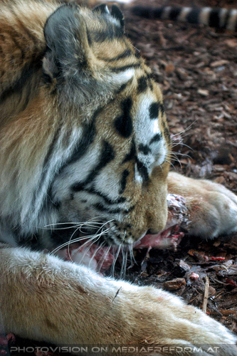 Sibirische Tiger 11