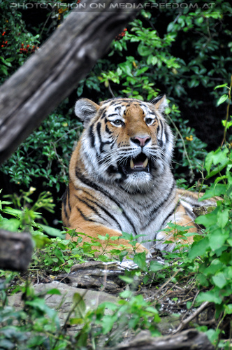 Sibirischer Tiger 01