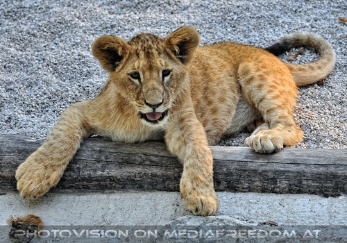 Afrikanische L�wen 24