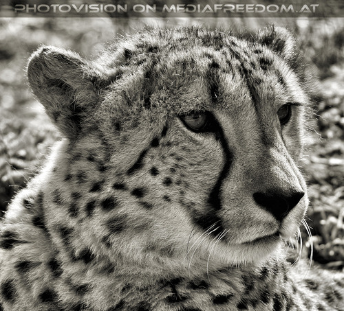 Gepard 2