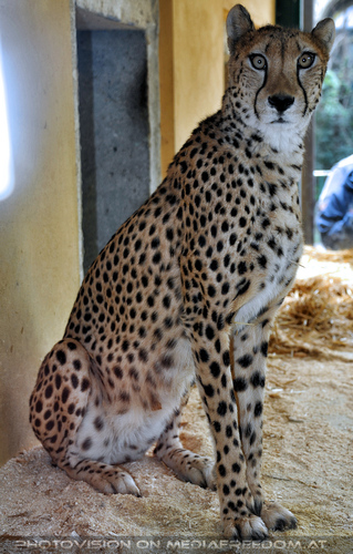 Gepard 2