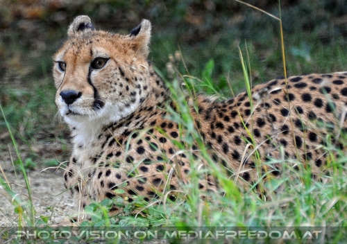 Gepard