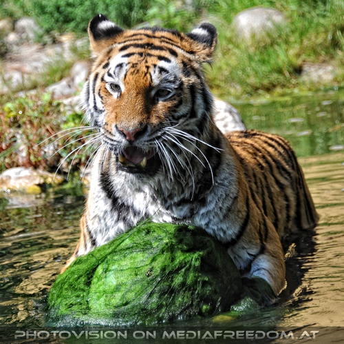 Der gr�ne Ball 13: Sibirischer Tiger