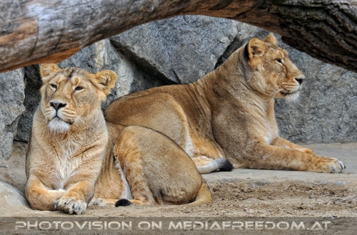 Afrikanische L�wen 01