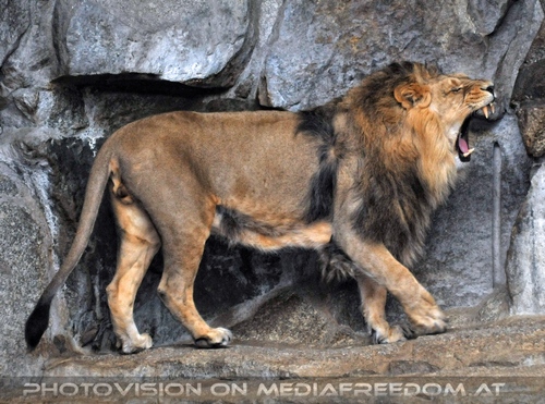 Afrikanische L�wen 02