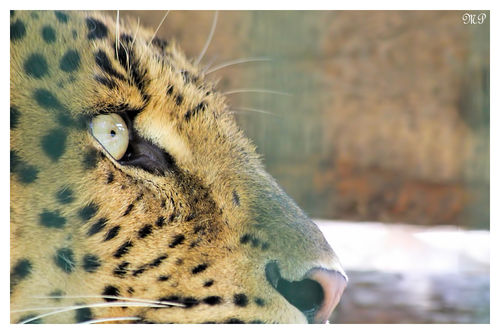 China Leopard