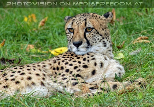 Gepard 2