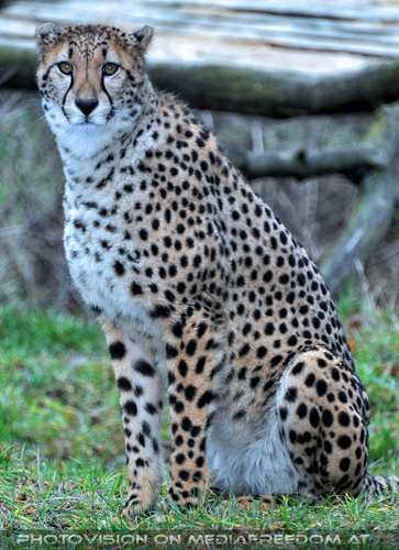 Gepard 3