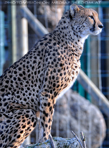 Gepard 5