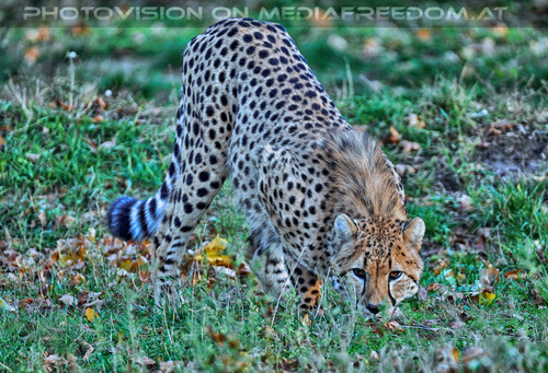 Geparde 01