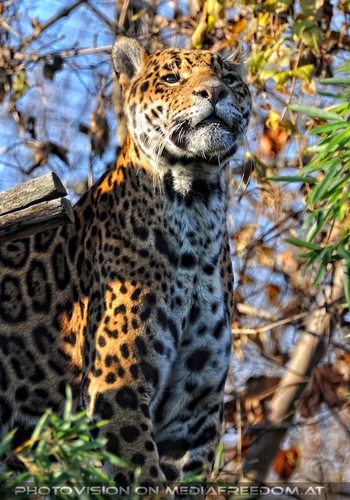 Jaguar