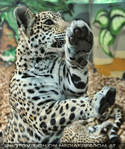 Baby tapst ans Fenster: Leoparden