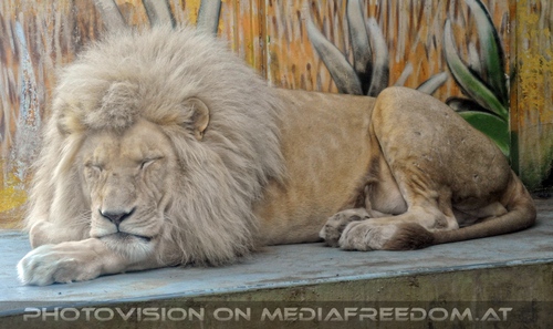 L�we schl�ft