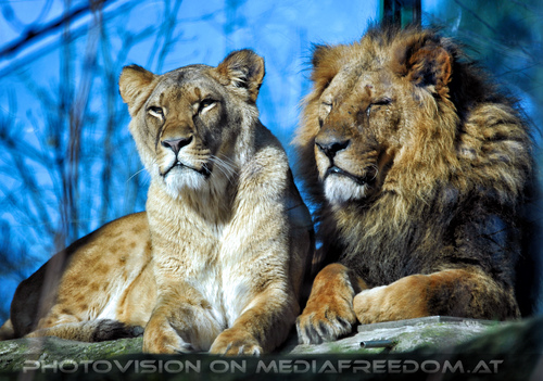 L�wenpaar 1