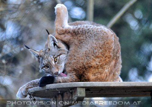 Luchs 03