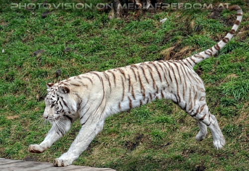 Reich der wei�en Tiger Drillinge 14