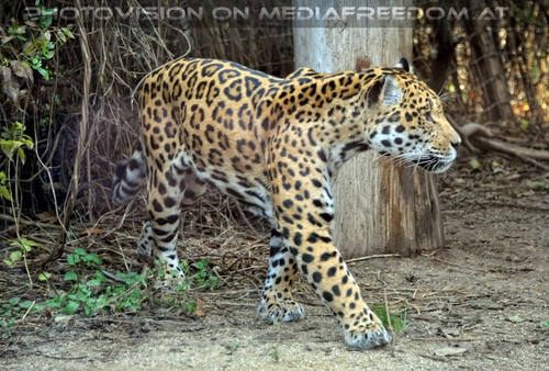 Schleichender Jaguar