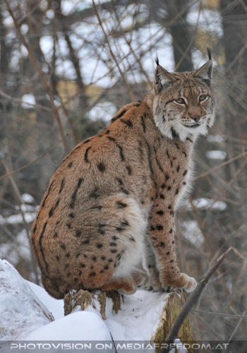 Luchs im Schnee