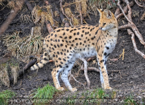Serval
