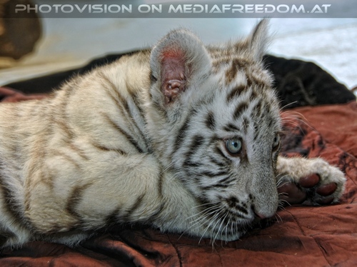 Wei�er Tiger Nachwuchs 07