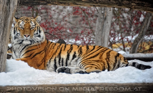 Sibirischer Tiger 02