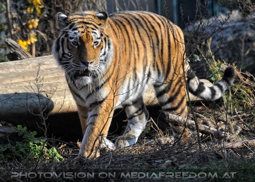 Sibirischer Tiger 03