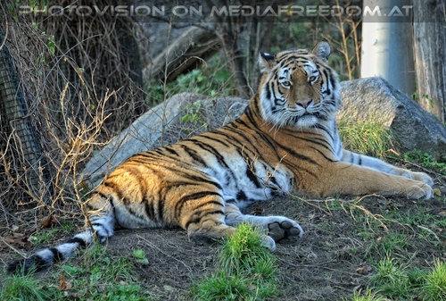 Sibirischer Tiger 05