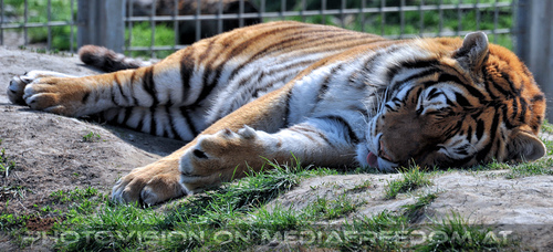 Sibirischer Tiger 13