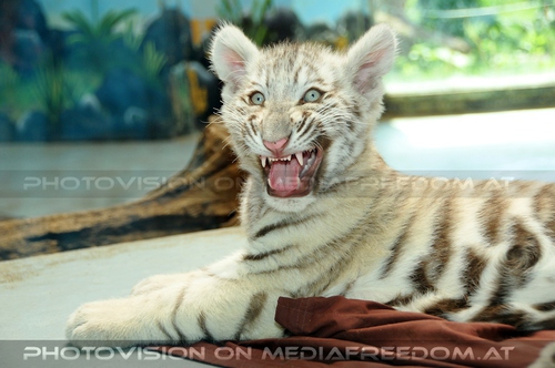 Shini-Aya - gef�hrlich: Weisses Tigerbaby