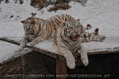Winter dream - Pix 025: Wei�er Tiger