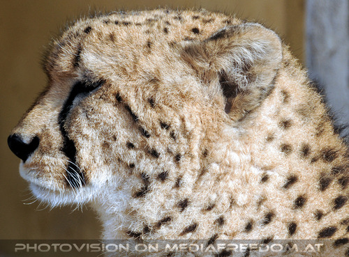 Gepard