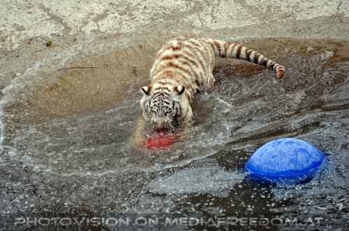 Reich der wei�en Tiger Drillinge 36