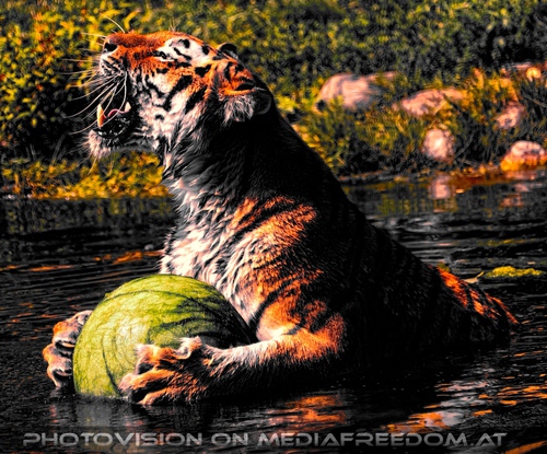 Der gr�ne Ball 18: Sibirischer Tiger