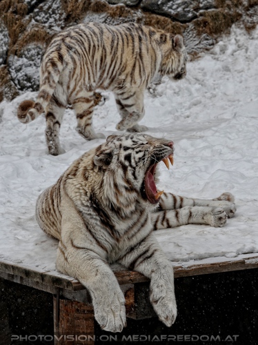 Winter dream - Pix 027